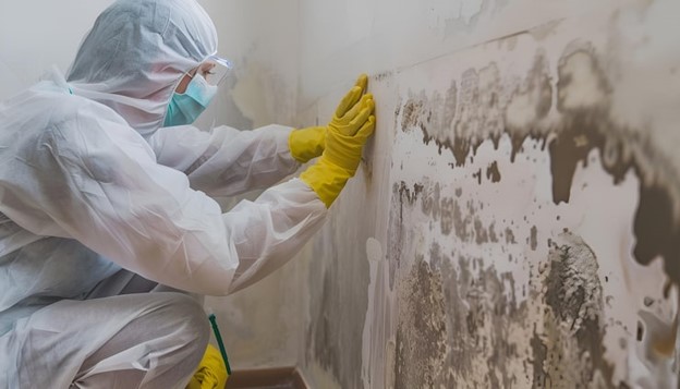 house mould inspection